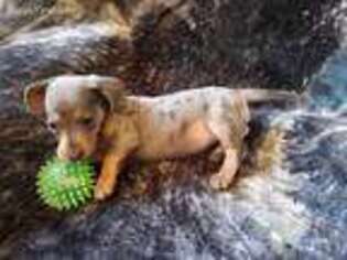 Dachshund Puppy for sale in Bunceton, MO, USA