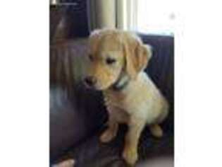 Golden Retriever Puppy for sale in Miles City, MT, USA