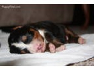 Bernese Mountain Dog Puppy for sale in Kinzers, PA, USA