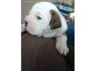 Olde English Bulldogge Puppy for sale in West Salem, OH, USA