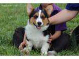 Pembroke Welsh Corgi Puppy for sale in Farmville, VA, USA