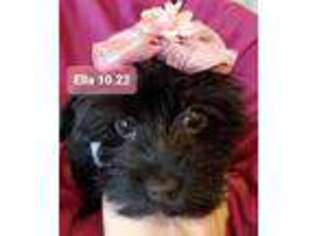 Yorkshire Terrier Puppy for sale in NORWALK, CT, USA