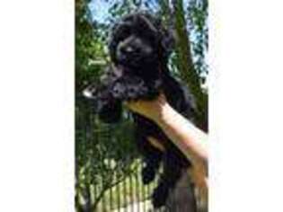 Portuguese Water Dog Puppy for sale in Murrieta, CA, USA