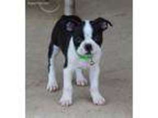 Boston Terrier Puppy for sale in Greenville, TX, USA