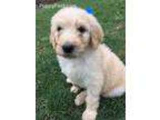 Goldendoodle Puppy for sale in Leicester, NC, USA