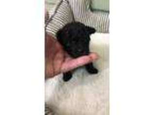 Mutt Puppy for sale in Fairfield Bay, AR, USA