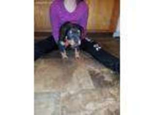 Rottweiler Puppy for sale in Owensboro, KY, USA
