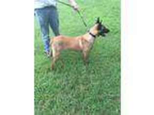 Belgian Malinois Puppy for sale in Somerville, TN, USA