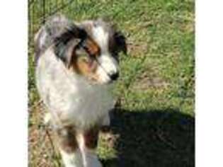 Miniature Australian Shepherd Puppy for sale in Mount Vernon, WA, USA