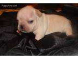 French Bulldog Puppy for sale in Pollock, LA, USA