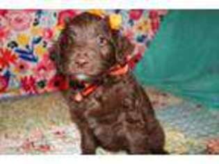 Labradoodle Puppy for sale in Georgetown, CA, USA