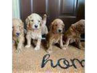Goldendoodle Puppy for sale in Irvine, CA, USA