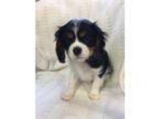 Cavalier King Charles Spaniel Puppy for sale in Harrisville, NY, USA