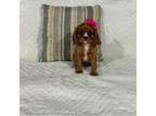 Cavalier King Charles Spaniel Puppy for sale in Sugarcreek, OH, USA