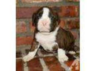 Valley Bulldog Puppy for sale in NOWATA, OK, USA