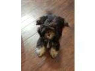 Havanese Puppy for sale in Canton, NC, USA