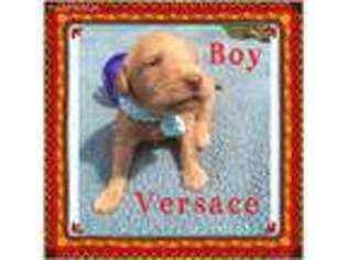 Labradoodle Puppy for sale in Lockhart, TX, USA