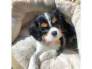 Cavalier King Charles Spaniel Puppy for sale in Detroit, MI, USA