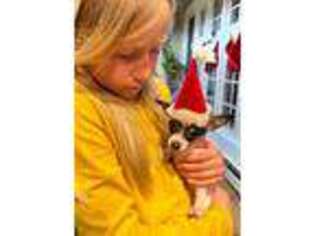 Chihuahua Puppy for sale in Stafford Springs, CT, USA