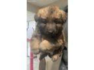German Shepherd Dog Puppy for sale in Sheldon, MO, USA