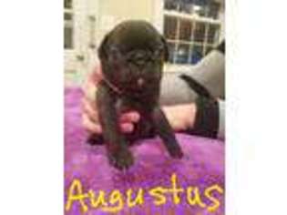Pug Puppy for sale in Wilmington, MA, USA