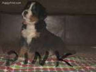Bernese Mountain Dog Puppy for sale in Colliers, WV, USA