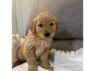 Golden Retriever Puppy for sale in Granton, WI, USA