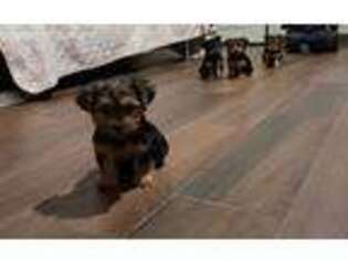 Yorkshire Terrier Puppy for sale in Tucson, AZ, USA