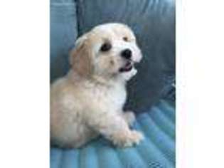 Cavachon Puppy for sale in Ladson, SC, USA