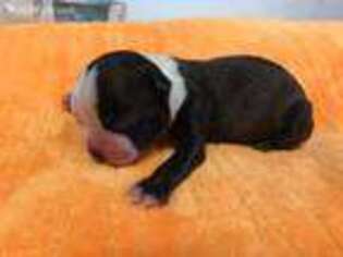 Boston Terrier Puppy for sale in Griggsville, IL, USA