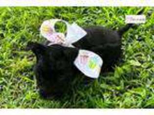 Scottish Terrier Puppy for sale in Springfield, MO, USA