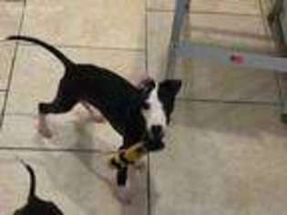 Italian Greyhound Puppy for sale in Quincy, MA, USA