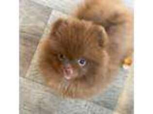 Pomeranian Puppy for sale in Fort Wayne, IN, USA