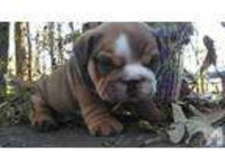Bulldog Puppy for sale in MORRISVILLE, NC, USA