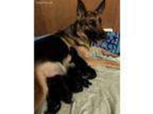 German Shepherd Dog Puppy for sale in Eugene, OR, USA