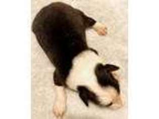 Border Collie Puppy for sale in Jonesborough, TN, USA