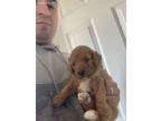 Goldendoodle Puppy for sale in Champaign, IL, USA