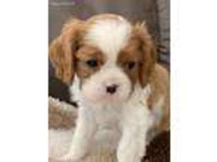 Cavalier King Charles Spaniel Puppy for sale in Estherville, IA, USA