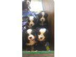 Bernese Mountain Dog Puppy for sale in Grand Junction, CO, USA