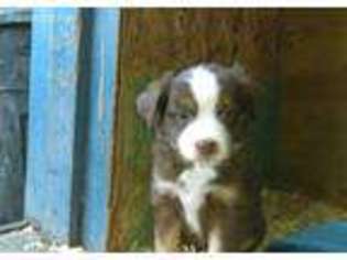 Miniature Australian Shepherd Puppy for sale in Scappoose, OR, USA