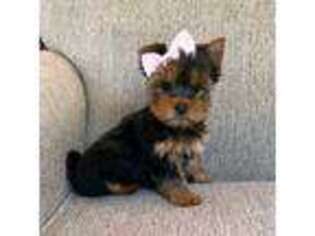 Yorkshire Terrier Puppy for sale in Kansas City, MO, USA