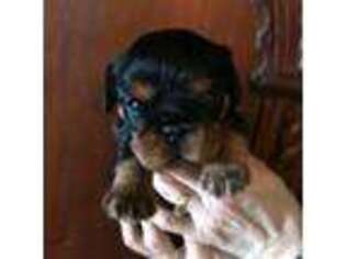 Cavalier King Charles Spaniel Puppy for sale in Hurley, WI, USA
