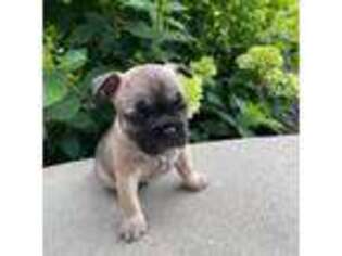 French Bulldog Puppy for sale in Grottoes, VA, USA
