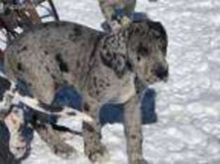 Great Dane Puppy for sale in Strasburg, CO, USA