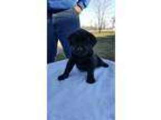 Labrador Retriever Puppy for sale in Dowell, IL, USA