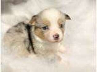 Pembroke Welsh Corgi Puppy for sale in Zanesville, OH, USA