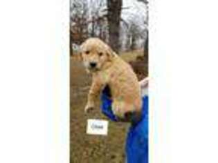 Golden Retriever Puppy for sale in Waynesville, MO, USA