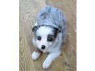 Miniature Australian Shepherd Puppy for sale in Burlington, NC, USA