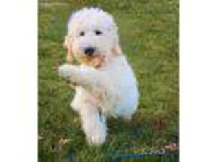 Goldendoodle Puppy for sale in Hadley, MA, USA