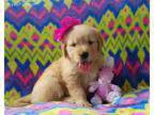 Golden Retriever Puppy for sale in Elkton, KY, USA